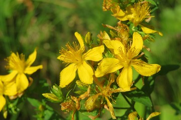 St Johns wort flowers in the garden in spring, closeup 