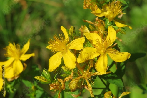 Yellow St Johns wort flowers in the garden in spring, closeup  photo