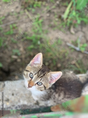 cat looking up