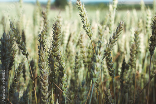 Beautiful view of a field with wheat and a blue sky in summer