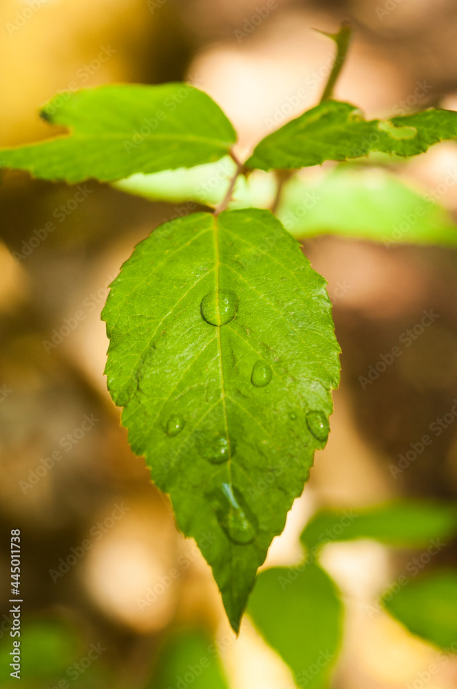 Drops of water on a leaf. Drops of water on a leaf.