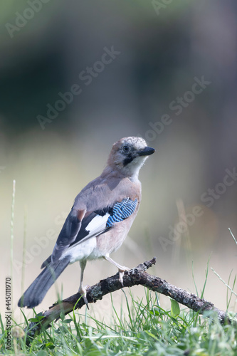 European Jay Garrulus glandarius sitting on a branch