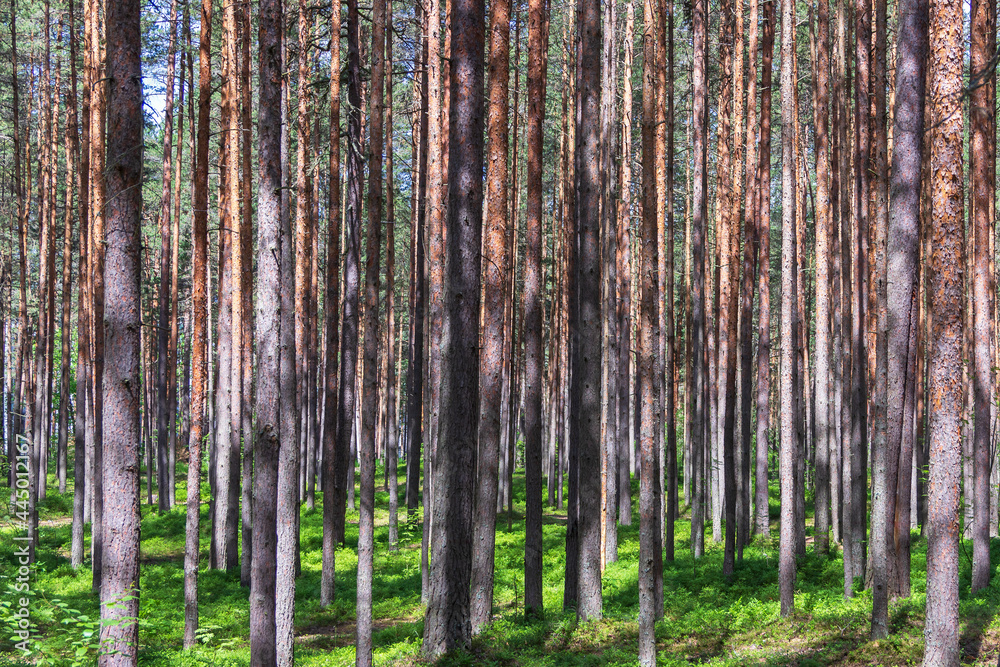 Pine trees in a forest in northern Russia on a sunny summer day. Coniferous forests of the middle latitude. Straight vertical tree trunks. Pine trees in a forest in northern Russia on a sunny summer day. Coniferous forests of the middle latitude. Straight vertical tree trunks.