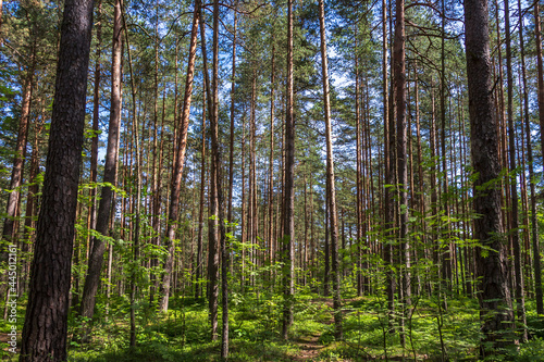 Pine trees in a forest in northern Russia on a sunny summer day. Coniferous forests of the middle latitude. Straight vertical tree trunks.