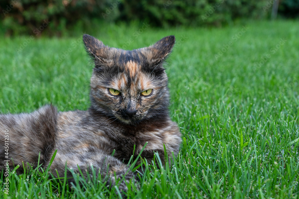 Cat lie on green grass with expression of anger on its face and in yellow eyes, animals emotions concept.