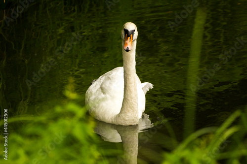 Fototapeta Naklejka Na Ścianę i Meble -  a white swan running on the water in which the green grass is reflected