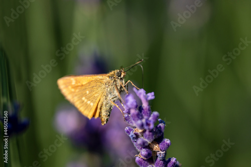 butterfly on flower, nacka, sverige, sweden, stockholm © Mats