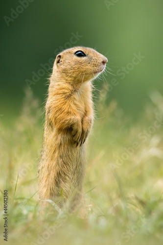 European ground squirrel  Spermophilus citellus   with beautiful green coloured background. An amazing endangered mammal with yellow hair in the steppe. Wildlife scene from nature  Czech Republic