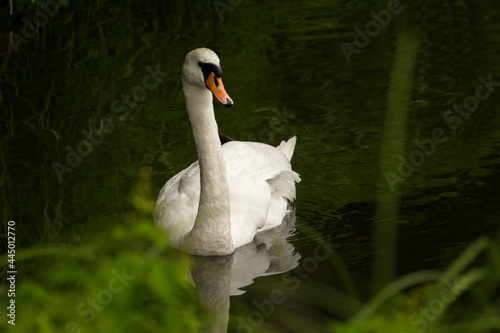 Fototapeta Naklejka Na Ścianę i Meble -  a white swan running on the water in which the green grass is reflected