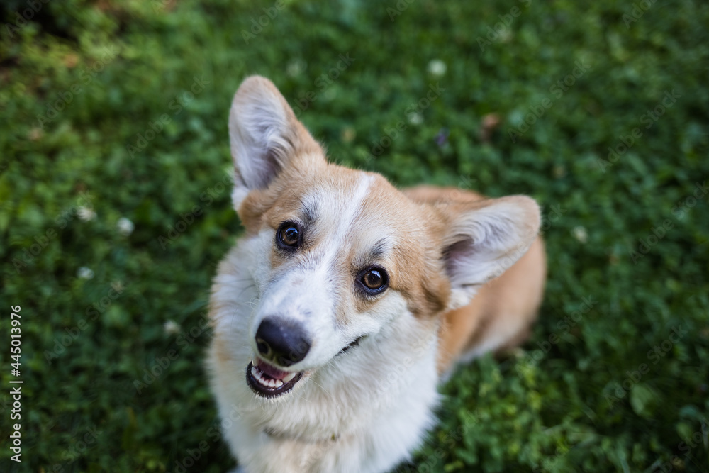 cheerful Pembroke corgi dog stands on the green grass on the lawn. Top view cheerful Pembroke corgi dog stands on the green grass on the lawn. Top view