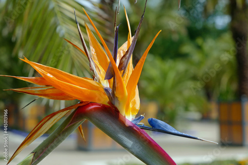 Paradiesvogelblume im Palmengarten von Bad Pyrmont