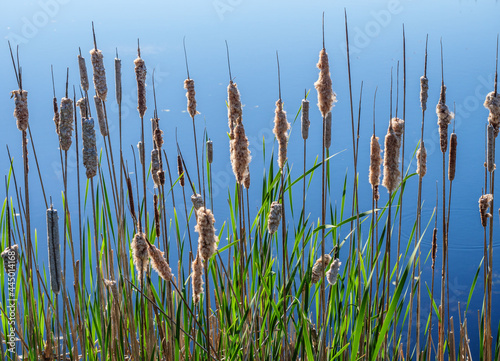 Old cattails and new spring growth with a background of water reflecting a blue sky.