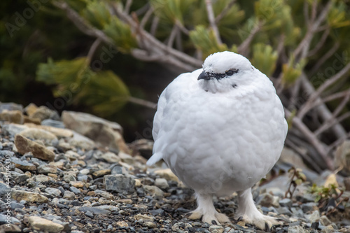 ライチョウ(雷鳥) photo