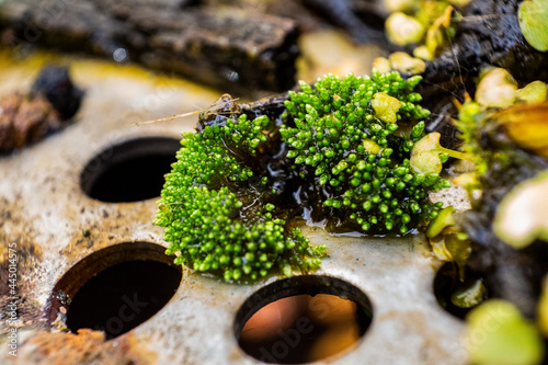 Macro of moss building on a drain