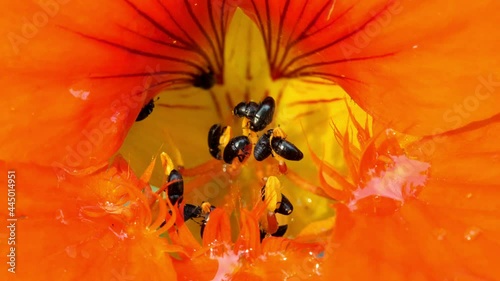 Pflanzenschädling Rapsglanzkäfer – Brassicogethes – auf einer roten Blüte photo