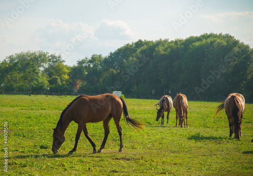 Horses in the meadow