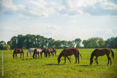 Horses in the meadow