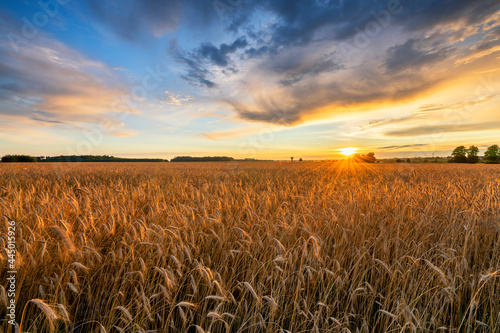 Beautiful summer sunset over wheat fields © Piotr Krzeslak