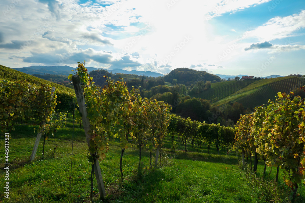 A lush wine region in South Styria, Austria. The wine plantations are stretching over a vast territory, over the many hills. There grapes are already ripening. Wine region. A bit of overcast.