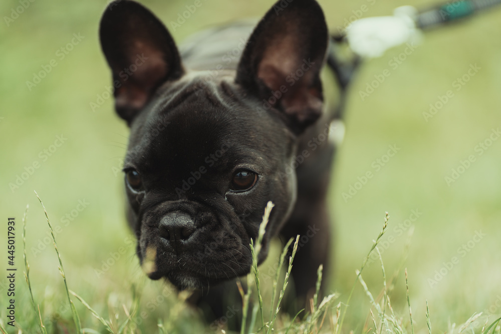 Curious French Bulldog Delights in the Freshness of Youthful Green Grass, Exploring Blissful Moments in the Backyard Curious French Bulldog Delights in the Freshness of Youthful Green Grass, Exploring Blissful Moments in the Backyard