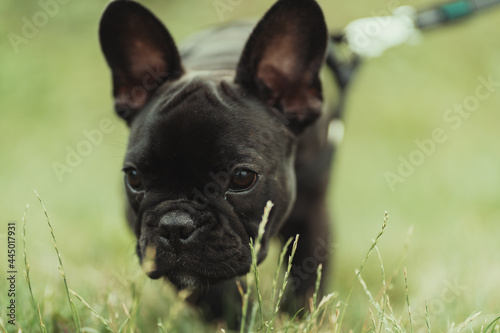 Curious French Bulldog Delights in the Freshness of Youthful Green Grass, Exploring Blissful Moments in the Backyard © The Gentleman