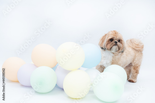 Fotografia pet - Shitsu em estudio fotografico a Two Clicks Fotografia
