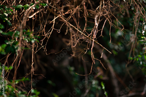 Dry branches in nature