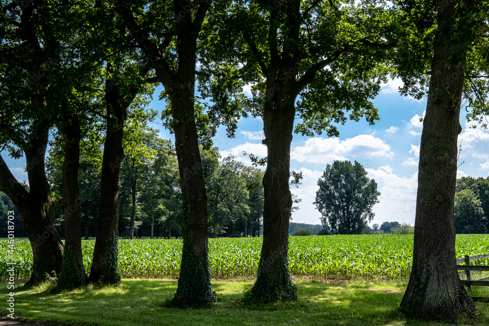 Fototapeta premium Landschaft im Urstromtal der Hase