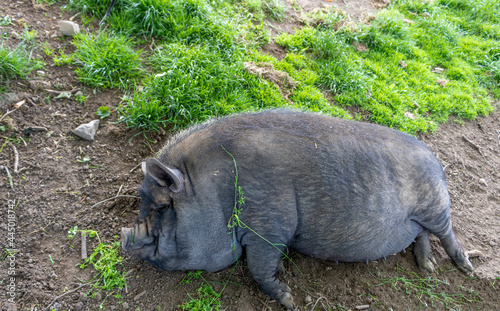 Big pig in the grass