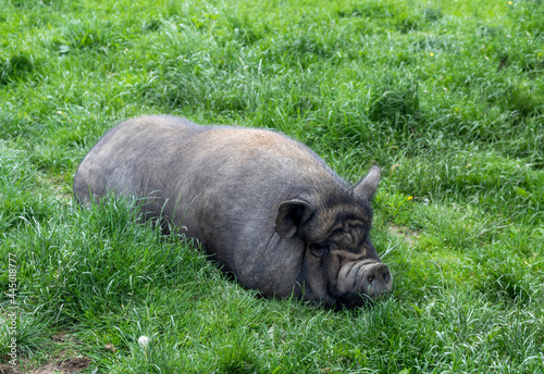 Closeup of a brown sleeping big pig