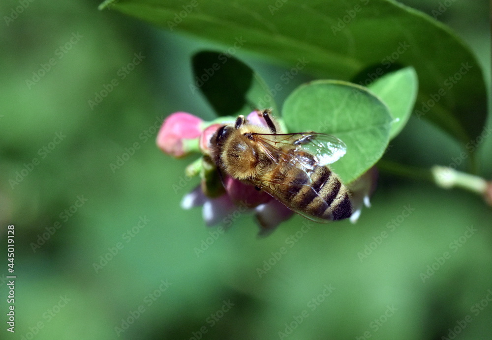 Biene auf der Blüte einer gemeinen Schneebeere Biene auf der Blüte einer gemeinen Schneebeere