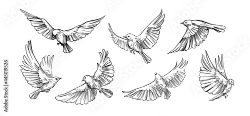 Set of flying birds. Vector outlines