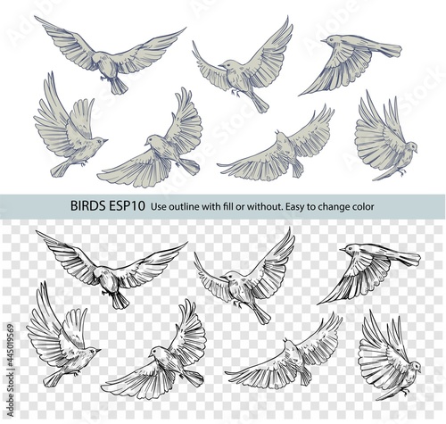 Set of flying birds. Vector outlines © aksol