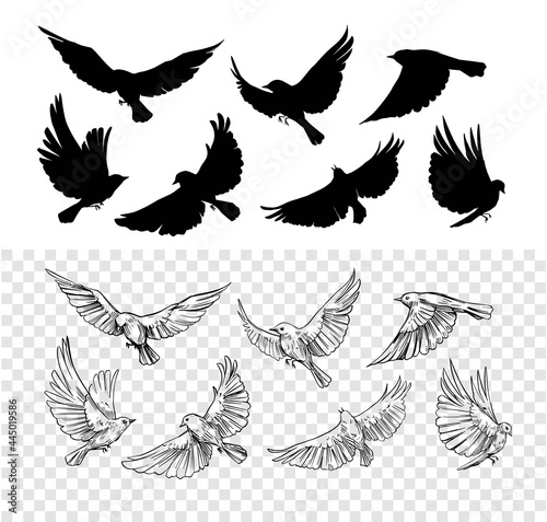 Set of flying birds. Vector outlines