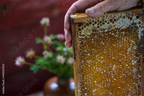 Hand holds uncapped fresh honeycomb full with the  honey in background of a bouquet of pink clovers ,  beekeeping, apiculture concept photo