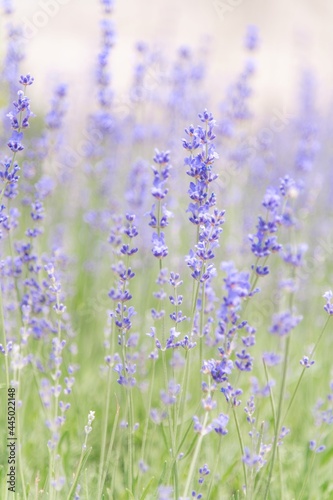 Background of purple and green tones. Lavender bush  selective soft focus. Sunny summer day. Very peri