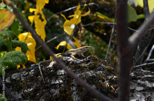 lizard  nature  forest  autumn  reptiles © Z. Olesya