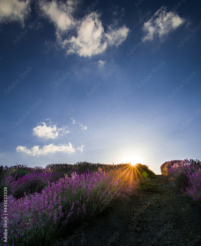 Fototapeta premium sunset over the field