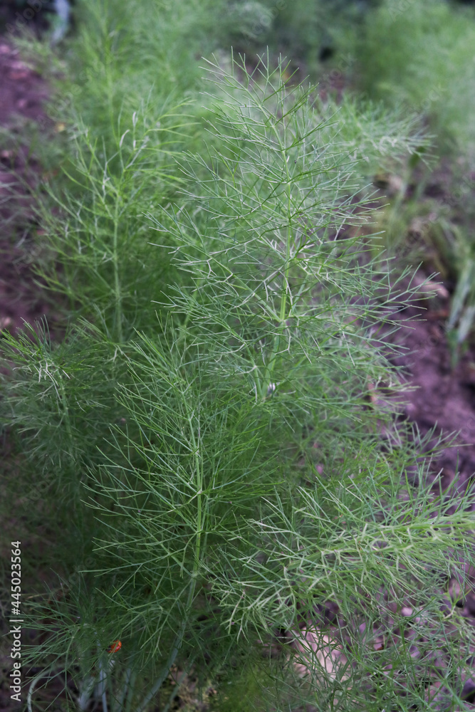 Spinach, dill and parsley in the garden. Salad greens. Summer harvest. Delicious food. Spinach, dill and parsley in the garden. Salad greens. Summer harvest. Delicious food.