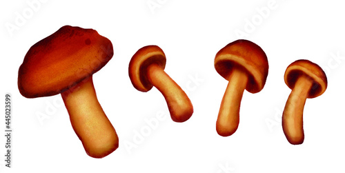 Brown yellow mushrooms rusulla isolated
