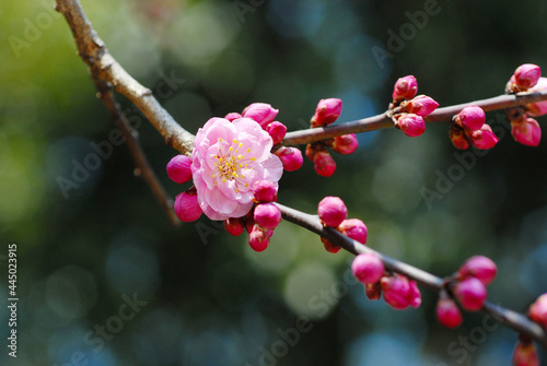 ピンクの梅の花と蕾