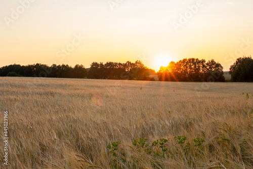 sunrise in the field  setting sun over wheat field