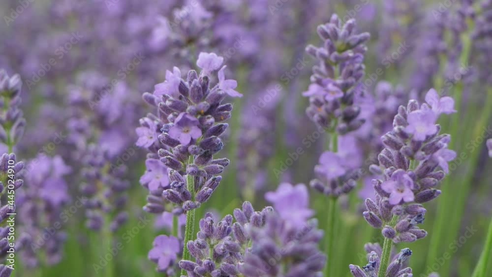 Lavender flowers close up. Lavender flowers are grown in meadows Lavender flowers close up. Lavender flowers are grown in meadows