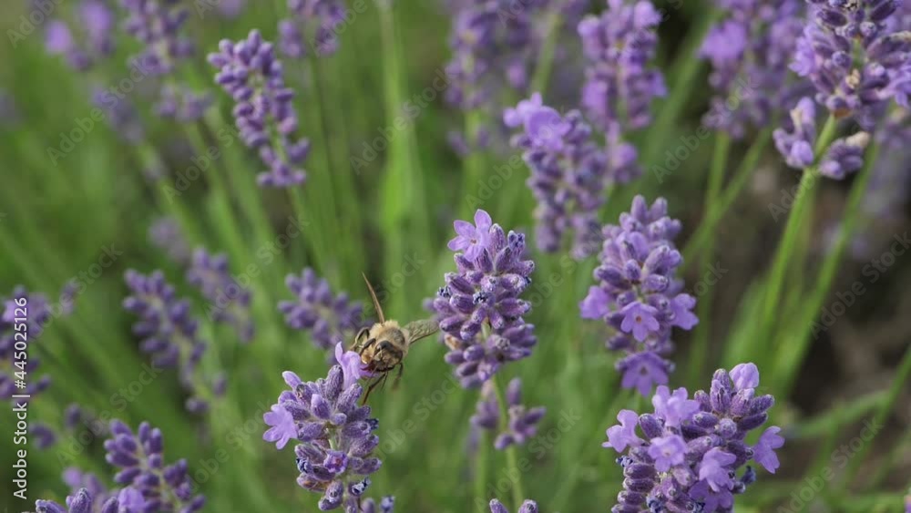Lavender flowers pollinated by bees. Beautiful lavender flowers Lavender flowers pollinated by bees. Beautiful lavender flowers