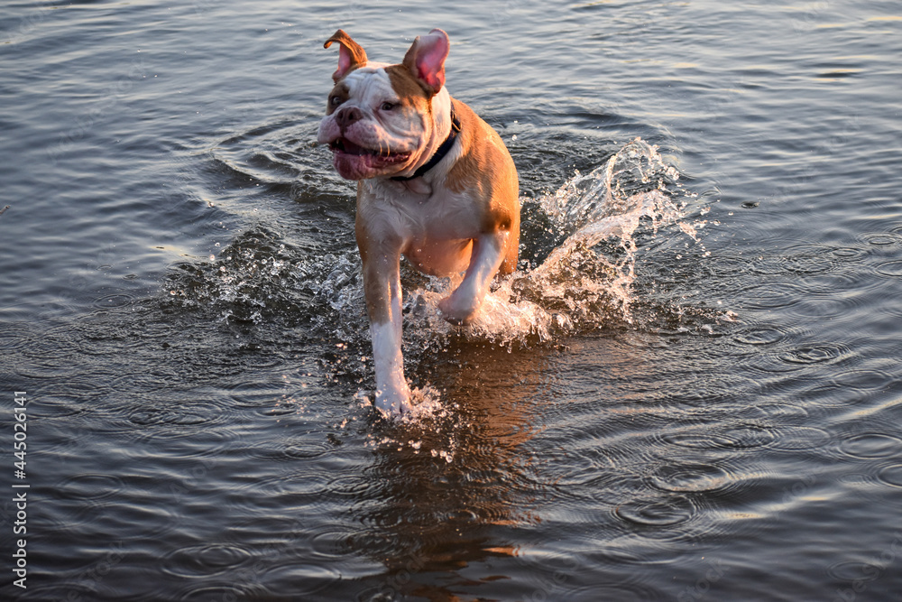 Bulldog playing in lake water