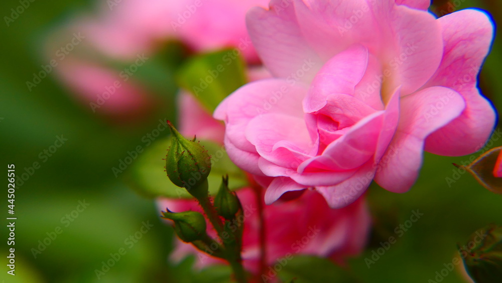 pink farbige Rosenblüten pink farbige Rosenblüten