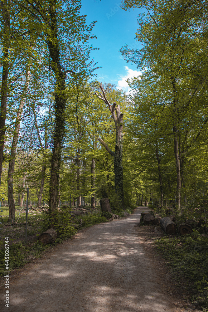 Naklejka premium Wood (Oberwald, Karlsruhe)