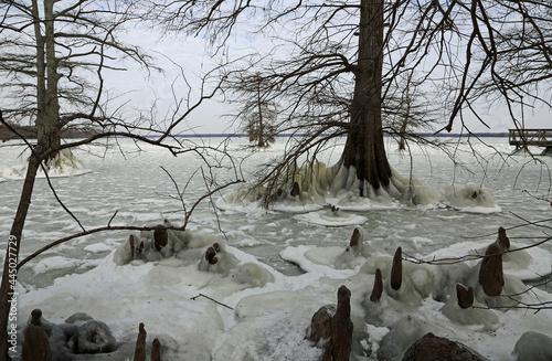 Cypress tree in frozen Reelfoot Lake - Tennessee photo