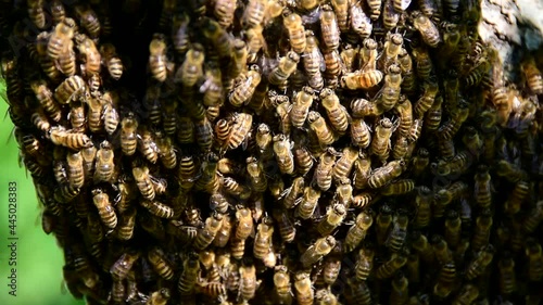 Wild bees. A swarm on a tree. Wild bees of the Primorsky Territory of Russia. Bees are one and a half times smaller than domestic ones, and often migrate through the forest, changing the hollows. photo