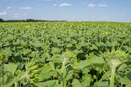 field of young sunflowers on a sunny day.